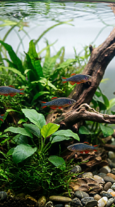Celestial Pearl Danios in a Planted Aquarium